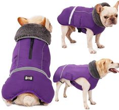 three pictures of a small dog wearing a purple coat with grey linings on it