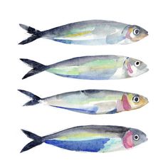 three fish with different colors are shown in this watercolor painting on the white background