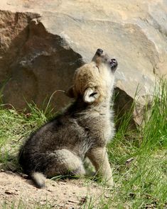 a small gray and white puppy sitting on top of a grass covered field next to a large rock