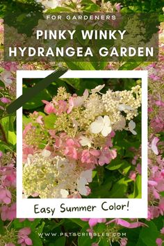 pink and white flowers in the garden with text overlay that reads easy summer color