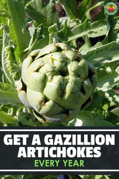 an artichoke plant with the title get a gazillion artichokes every year