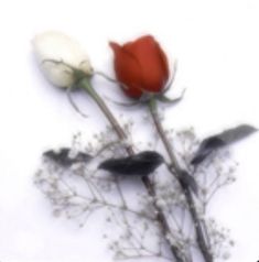 two red and white roses sitting next to each other on top of a table with the words, no fun of heaven together