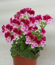 a potted plant with pink and purple flowers