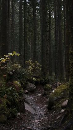 a path in the middle of a forest with lots of trees and moss growing on it