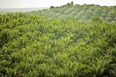 a lush green forest filled with lots of trees and bushes on top of a hill