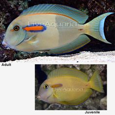 two pictures of different types of fish in an aquarium, one is blue and the other is yellow