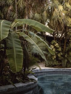 an empty pool surrounded by palm trees and other tropical plants in the foreground,