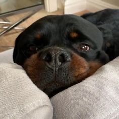 a black and brown dog laying on top of a couch