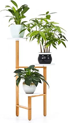 two potted plants sitting on top of a wooden shelf next to each other in front of a white background