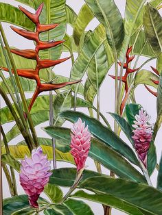 a painting of tropical plants and flowers on a white background with red, pink, green leaves