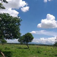 an open field with trees and grass under a blue sky filled with fluffy white clouds