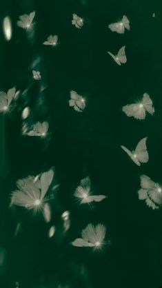 many white butterflies are flying in the dark green sky, with light shining through them