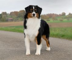 a black and white dog standing on the side of a road next to a field