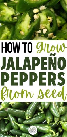 How to Grow Jalapeño Peppers from Seed Growing Green Peppers, Growing Jalapenos, Jalapeno Plant, Growing Hot Pepper, Jalapeño Peppers, Growing Peppers, Hot Pepper Seeds, Capsicum Annuum