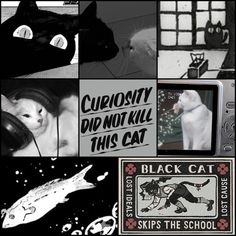 a collage of black and white pictures with cats, kittens, and other things