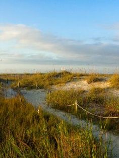 the beach is covered in grass and sand