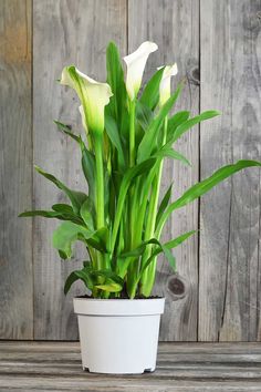 a potted plant sitting on top of a wooden table next to a wood wall