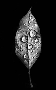 a black and white photo of a leaf with water droplets on it's leaves