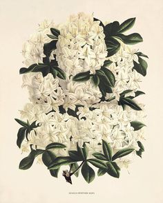 an illustration of white flowers with green leaves