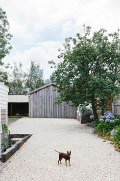 a small dog standing on top of a gravel road next to a tree and fence