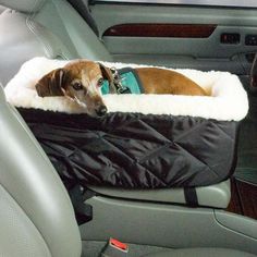 a dog laying in the back seat of a car