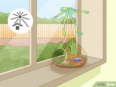 a potted plant sitting on top of a window sill