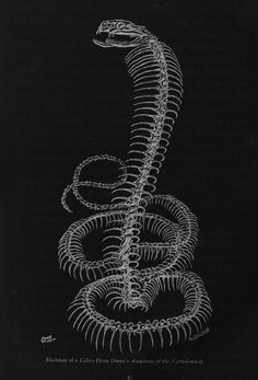 an image of a snake skeleton in black and white