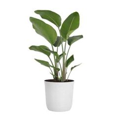 a potted plant with green leaves in it