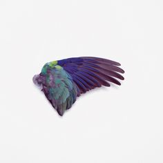 a blue and green bird with its wings spread out on a white surface in front of the camera