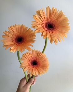 two orange flowers being held by a hand