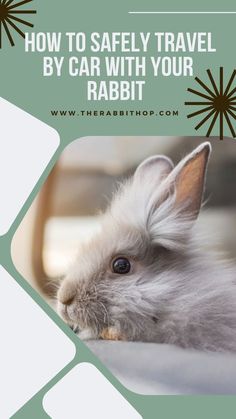 a small rabbit is sitting on the floor with text overlay that reads how to safely travel by car with your rabbit