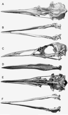 four different views of the same animal's bones