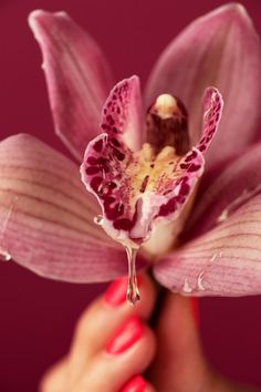 a person holding a flower in their hand with water droplets on it's petals