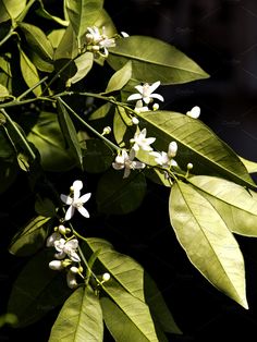 some white flowers and green leaves on a tree