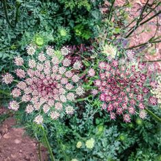 some pink and white flowers in the middle of green plants with dirt ground behind them