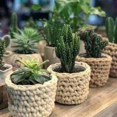 several small potted plants sitting on top of a wooden table next to each other