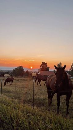 horses grazing in a field with the sun setting behind them