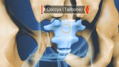 Coccyx Inflammation Holistic Health, Going Crazy, Muscles, Force, Health