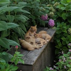 three cats sitting on a bench in the middle of some bushes and flowers, one is cuddling with another cat