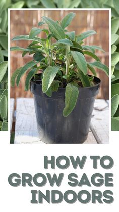 a potted plant with the words how to grow sage indoors