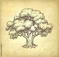 an old paper with a tree drawn on it