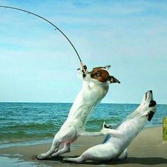 two dogs playing on the beach with a fishing rod in their mouth while another dog jumps up to catch it