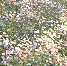 many different colored flowers growing in the grass