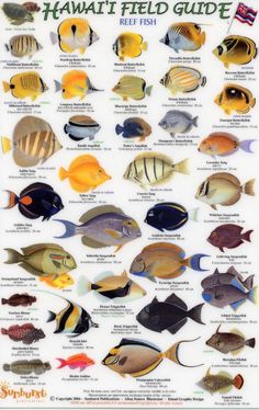 a poster with many different types of fish