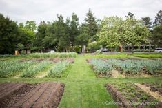 several rows of plants growing in an open field