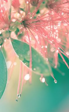 a pink flower with water droplets on it