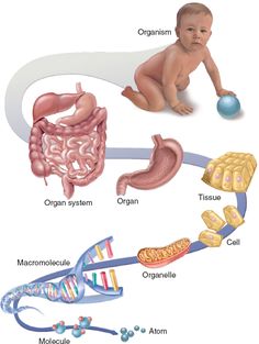 an image of the human body and its organ systems, including stomachs, livers,