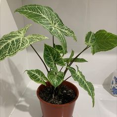 a potted plant sitting on top of a white counter