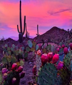 cactus plants and cacti in the desert at sunset with colorful sky behind them