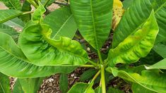 a large green leafy plant with lots of leaves on it's sides and some dirt in the background